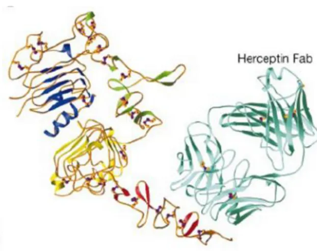 Figure 6: The structure of human sHER2 and Herceptin-Fab. Ribbon diagram of the human sHER2 and Herceptin Fab complex showing binding site on domain IV [26].