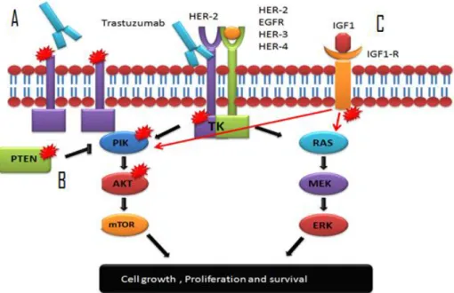 Figure  9: Proposed  mechanisms  of  Trastuzumab  resistance:  A)  Truncated  HER-2 oncoprotein prevents Trastuzumab binding, B) Mutations in the PIK/AKT signalling pathway  interferes  with  the  action  of  Trastuzumab,  C)  Activation  of  alternative p