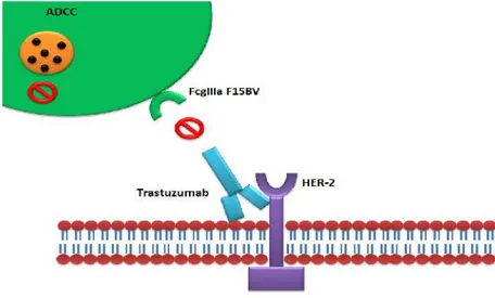 Figure  10: Antibody  dependant  cytotoxic  cell  ADCC  and  involvement  of  Fc receptors in Trastuzumab action