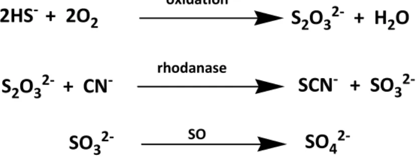 Figure 6. H 2 S catabolism in mitochondria.