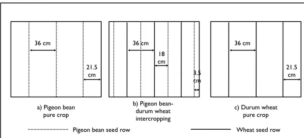 Figure  11  -  Spatial  disposition  of  seed  rows  of  pigeon  bean  and  wheat  in  pure  crops  and  intercropping in the lysimeter trial