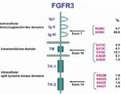 Fig  8:  Linear  structure  of  FGFR3  protein.  Percentages  of  common  mutations  are  shown too