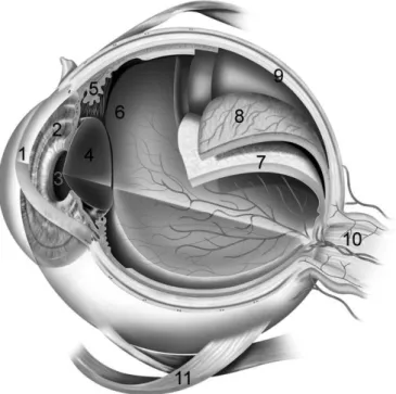Figure 1-3. Diagram  of the eye. A simplified sagittal section of the human eye, in  which  all morphological components  are indicated