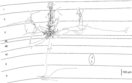 Figure  1.1-3. A  mouse cone  photoreceptor (cell  inside  oval)  has  been  reproduced at its  correct  scale  on  an  image  showing  a  macaque  cortical  pyramidal  neuron