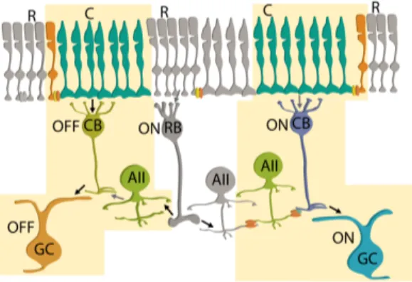 Fig.  1.2.2-2.  ON- and OFF-  pathways  of cone signals  (black  arrow:  sign-preserving  synapse;  gray  arrow: 