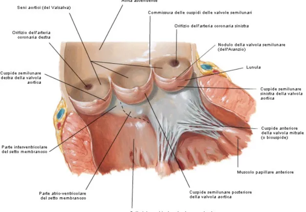 Fig. 3.2 Anatomia della valvola aortica e suoi rapporti con la valvola mitrale