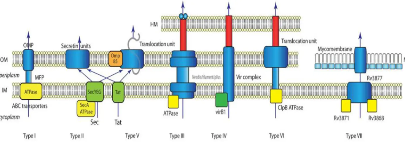 Fig. 4 Summary of known bacterial secretion systems. In this simplified view  the basics of each secretion system are sketched