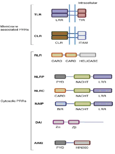 Fig.  6  Schematic  representation  of  the  basic  structure  of  PRRs.  The  basic  structural  domains  of  different  PRRs  are  compared  in  diagrammatic  form