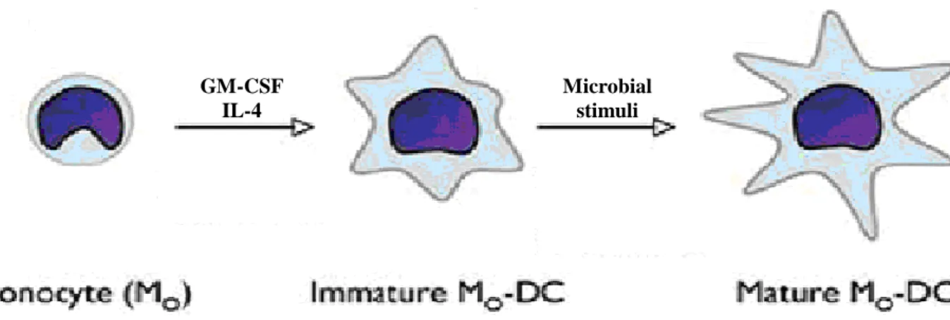 Fig.  8  Monocytes  can  convert  to  DCs  as  a  result  of  incubation  with  Granulocyte  Macrophage-Colony-Stimulating Factor  (GM-CSF)  and  IL-4
