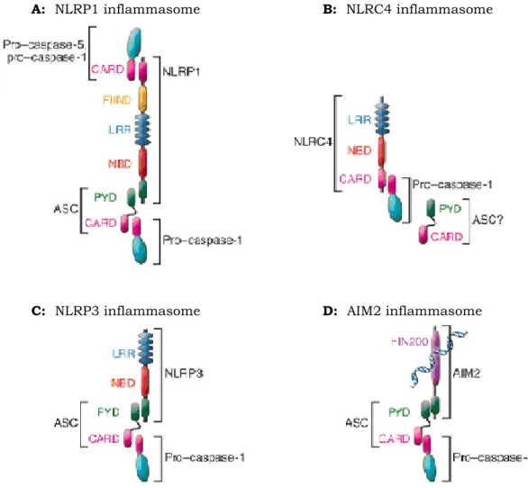 Fig.  9  Graphical  depiction of  known inflammasomes.  (A)  NLRP1 contains,  in  addition  to  the  NLR-typical  LRR  and  Nucleotide  Binding  Domain  (NBD)  domains, a PYD, a FIIND (Function to find domain containing protein), and a  CARD