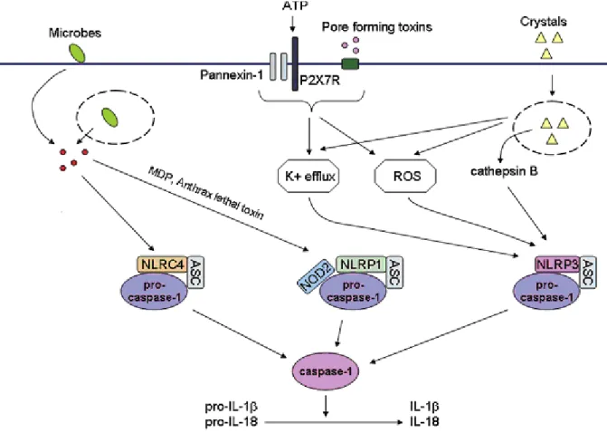 Fig.  10  Inflammasome  activation  by  microbes  and  danger  signals.  Several  NLRs  can  form  multiprotein  complexes  called  inflammasomes