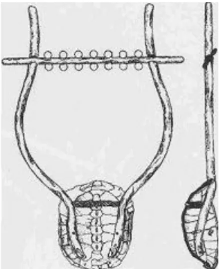 Fig. 2: lyra ricavata da guscio di tartaruga 