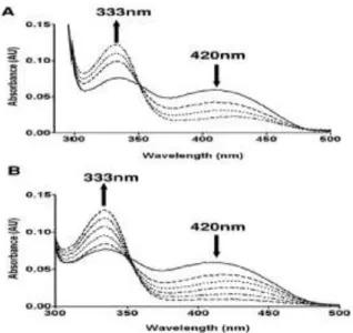 Fig. 8: (A) UV-visible spectrum of 20 mM holo-SPT (solid line) shows typical peaks at 335 nm and 420 nm due to  enolimine  and  ketoenamine forms  of  the  PLP  cofactor  respectively