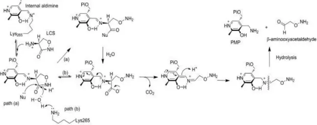 Fig.  12:  Novel  ring-opening,  decarboxylative  mechanism  for  inactivation  of  SPT  by  LCS
