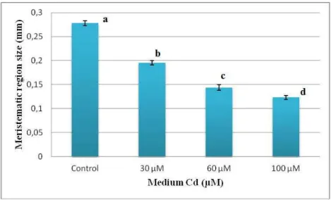 Fig.  3.  Variation  of  the  meristematic  region  size  of  Pteris  vittata  root  depending  on  the  increase of the Cd concentration in the growing medium