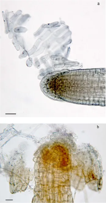 Fig. 4. Border-like cells in P. vittata root apex in control plants (a, Bar 50 µm) and plants  treated with 100 µM Cd (b, Bar 30 µm).Giemsa
