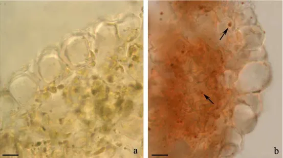 Fig. 15. Fresh cross sections of pinna of P. vittata stained with dithizone: control (a) and  100 µM Cd treated plants