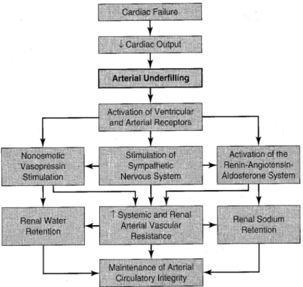 Fig.	
  11	
  -­‐	
  Attivazione	
  neuro-­‐ormonale	
  e	
  ritenzione	
  idro-­‐salina	
  come	
  conseguenza	
  di	
  una	
  ridotta	
  gittata	
  cardiaca	
  [Tratto	
   da:	
  Schrier	
  RW,	
  Decreased	
  effective	
  blood	
  volume	
  in	
  edemat