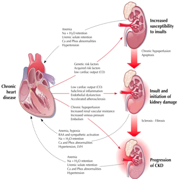 Fig.	
   15	
   -­‐	
   Interazioni	
   fisiopatologiche	
   tra	
   cuore	
   e	
   rene	
   nella	
   sindrome	
   cardio-­‐renale	
   cronica	
   [Tratta	
   da:	
   Ronco	
   C	
   et	
   al.	
  