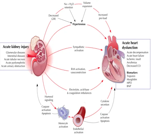 Fig.	
   16	
   -­‐	
   Interazioni	
   fisiopatologiche	
   tra	
   cuore	
   e	
   rene	
   nella	
   sindrome	
   reno-­‐cardiaca	
   acuta	
   [Tratta	
   da:	
   Ronco	
   C	
   et	
   al.	
  