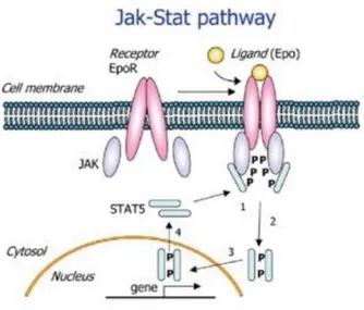 Figura 2 – Jak-STAT patway. 