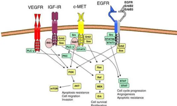 Fig. 1.4: Cascata di trasduzione del segnale di MET ed EGFR. 