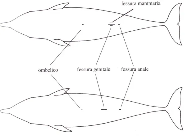 Figura 1.3 Riconoscimento di maschi e femmine dall’osservazione del basso ventre. La femmina  (sopra) presenta le fessure mammarie assenti nel maschio (sotto) (Notarbartolo di Sciara e Demma,  2004) 