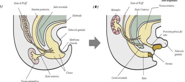 Figura 1 : Embriogenesi dell’apparato urogenitale 