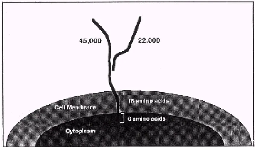 Fig 1.1 Rappresentazione della GGT. Il sito catalitico dell’enzima è sulla  sub unità leggera situata sul lato extra-cellulare della membrana