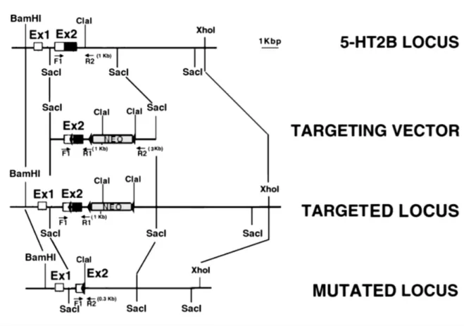 Fig.  S2.  Generation  and  genotyping  of  Htr 2B fl/fl   and  null  mutants.  Top:  Htr 2B   locus  indicating  the  positions  of  restriction  sites  used  for  these  targeting  constructs