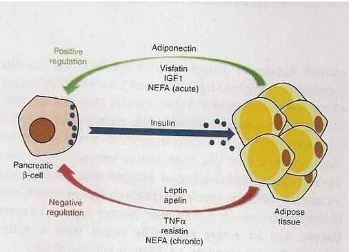 Figura 1  rappresentazione dell’interrelazione tra il tessuto adiposo e le cellule β 