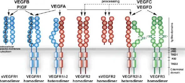 Figura 5. Specificità di legame VEGF e complessi di trasduzione VEGFR 