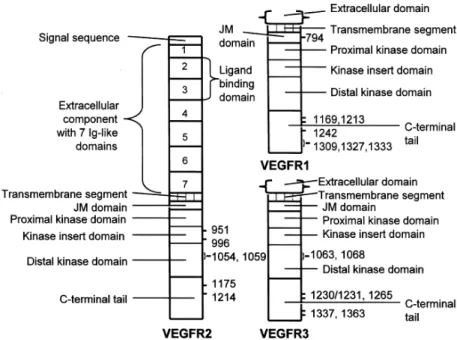 Figura 6. Organizzazione del recettore VEGFR. 