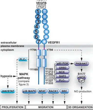 Figura 8. Siti tirosinici di fosforilazione VEGFR1 e trasduzione del segnale