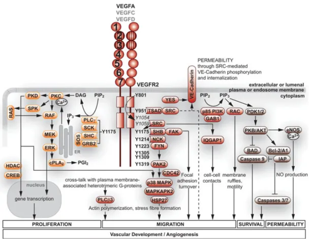 Figura 9. Siti tirosinici di fosforilazione VEGFR2 e trasduzione del segnale 