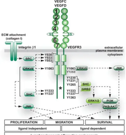 Figura 10: Siti tirosinici di fosforilazione VEGFR3 e trasduzione del segnale 