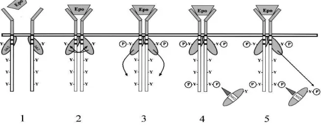 Figura  3.  Il  primo  passaggio  dell’attivazione  del  recettore  con  EPO  è  la  dimerizzazione(1);  le  JAK2  chinasi, già associate al recettore, si avvicinano e si attivano tramite transfosforilazione(2); i residui di  tirosina(Y) vengono poi fosfor