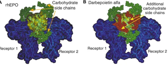 Figura  7:  Struttura  molecolare  di  rHuEPO  e  di  DarbEPO  (Steve  Elliott,  Elizabeth  Phama,  and  Iain  C