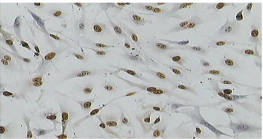 Figura 9: Coltura cellulare di HUVEC (http://growthmediuml.wordpress.com/tag/huvechuman-umbilical- (http://growthmediuml.wordpress.com/tag/huvechuman-umbilical-vein-endothelial-cells)
