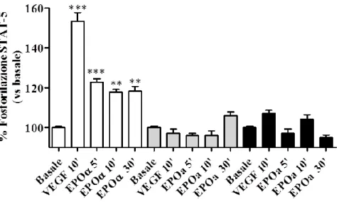 Figura  15:  Fosforilazione  della  STAT-5  dopo  stimolazione  con  VEGF  e  con  epoetina  alfa  (EPOα)