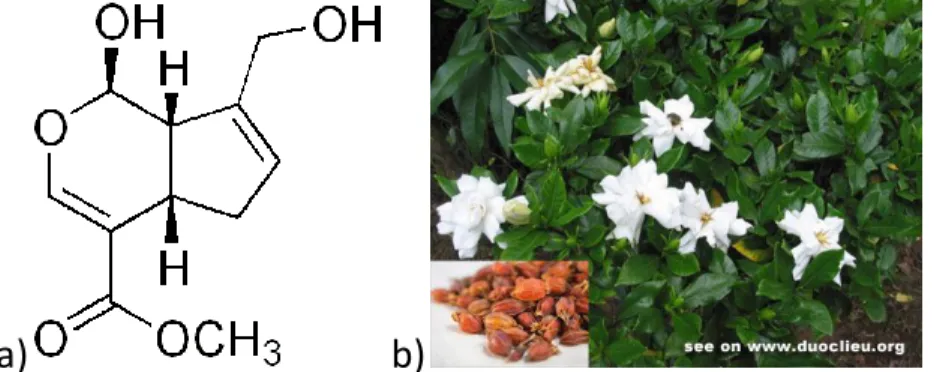 Fig. 9 a)Formula chimica della genepina; b) Fiori e frutti di Gardenia jasminoides Ellis  