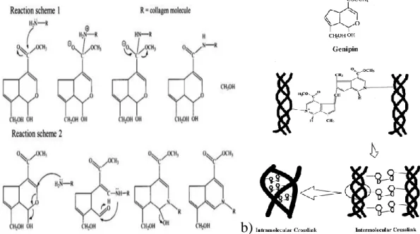 Fig. 10 a)La reazione di reticolazione coinvolgente la genepina; b)Legami crociati della genepina  intra- intermolecolari 