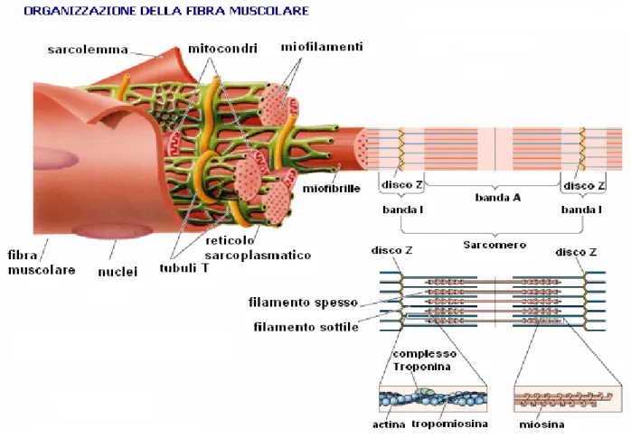 Fig. 1  Organizzazione della fibra muscolare (www.bodyweb.com) 