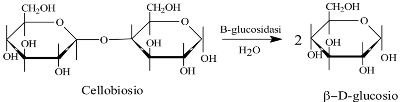 Fig	
  4-­‐	
  Reazione	
  dell’enzima	
   β -­‐glucosidasi	
   	
   	
   	
   	
   OCH2OHOH OHOH OHOOHOHCH2OHO B-glucosidasi OCH2OHOH OHOH β−D-glucosioCellobiosio2H2OOH