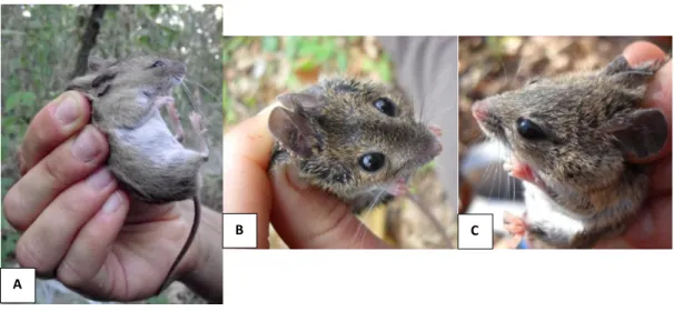 Fig. 2.3: A - Esemplare adulto di topo selvatico con fenotipo caratteristico, durante la manipolazione; 