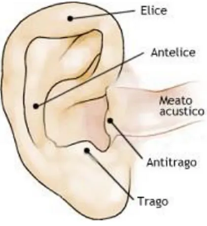 Figura 1.2 – Faccia laterale del padiglione auricolare. 