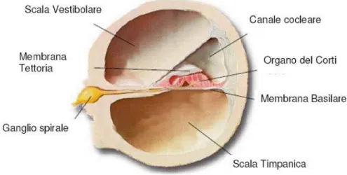 Figura 1.7 – Rappresentazione schematica del canale cocleare e dei suoi rapporti. 