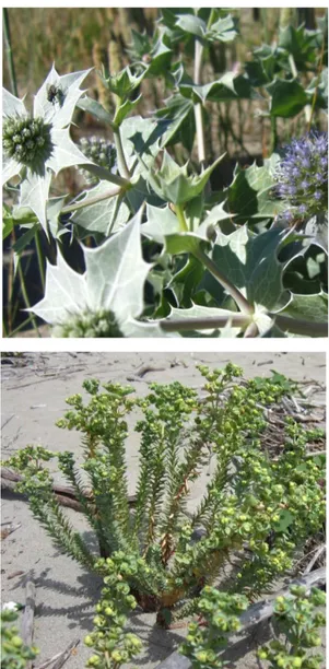 Figura  2.18.  Euphorbia  paralias,  Marina  di  Torre  del  Lago, 06/08/13  (foto di K