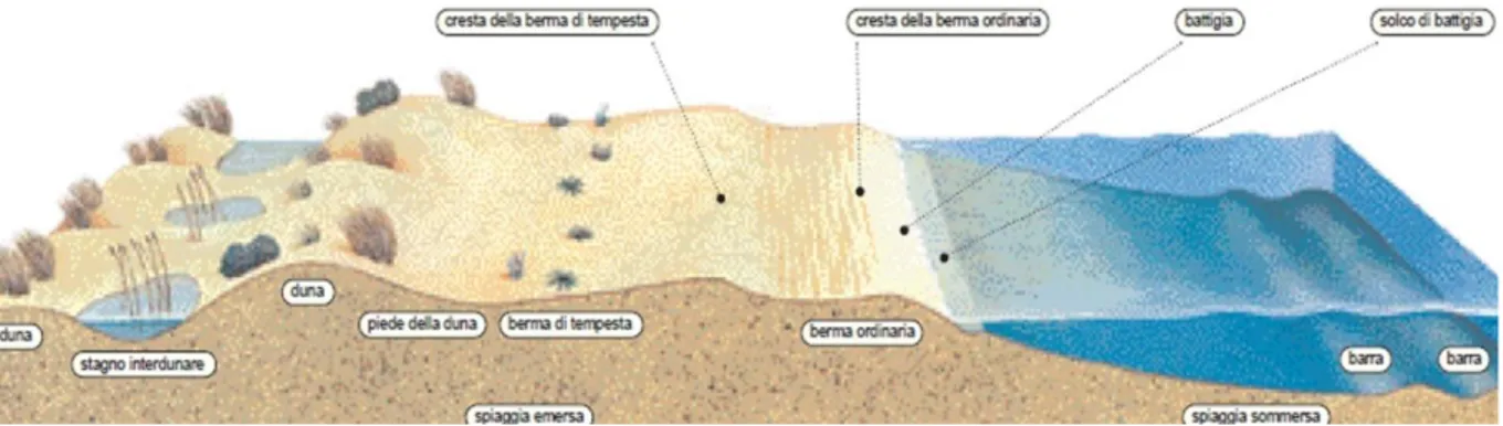 Figura  1.2.  L’interfaccia  mare  -  terra  in  ambienti  sabbiosi,  con  la  rappresentazione  della  spiaggia e delle dune (Audisio et Muscio, 2002)