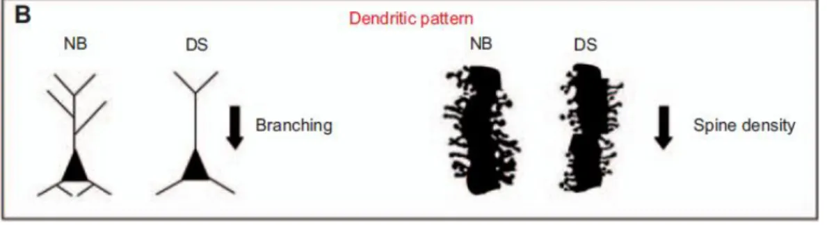 Figura 12: Rappresentazione della atrofia dendritica e della riduzione della densità  delle  spine  dendritiche  nella  Sindrome  di  Down  (DS)  rispetto  alla  popolazione  normale (NB, normal brain)